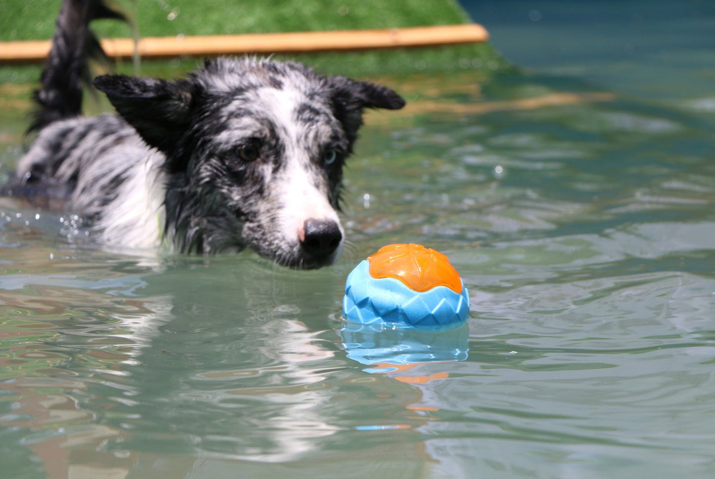 Dog Squeaky Pool & Beach Floating Toys – Interactive Fetch Play Toys for Small, Medium & Large Dogs