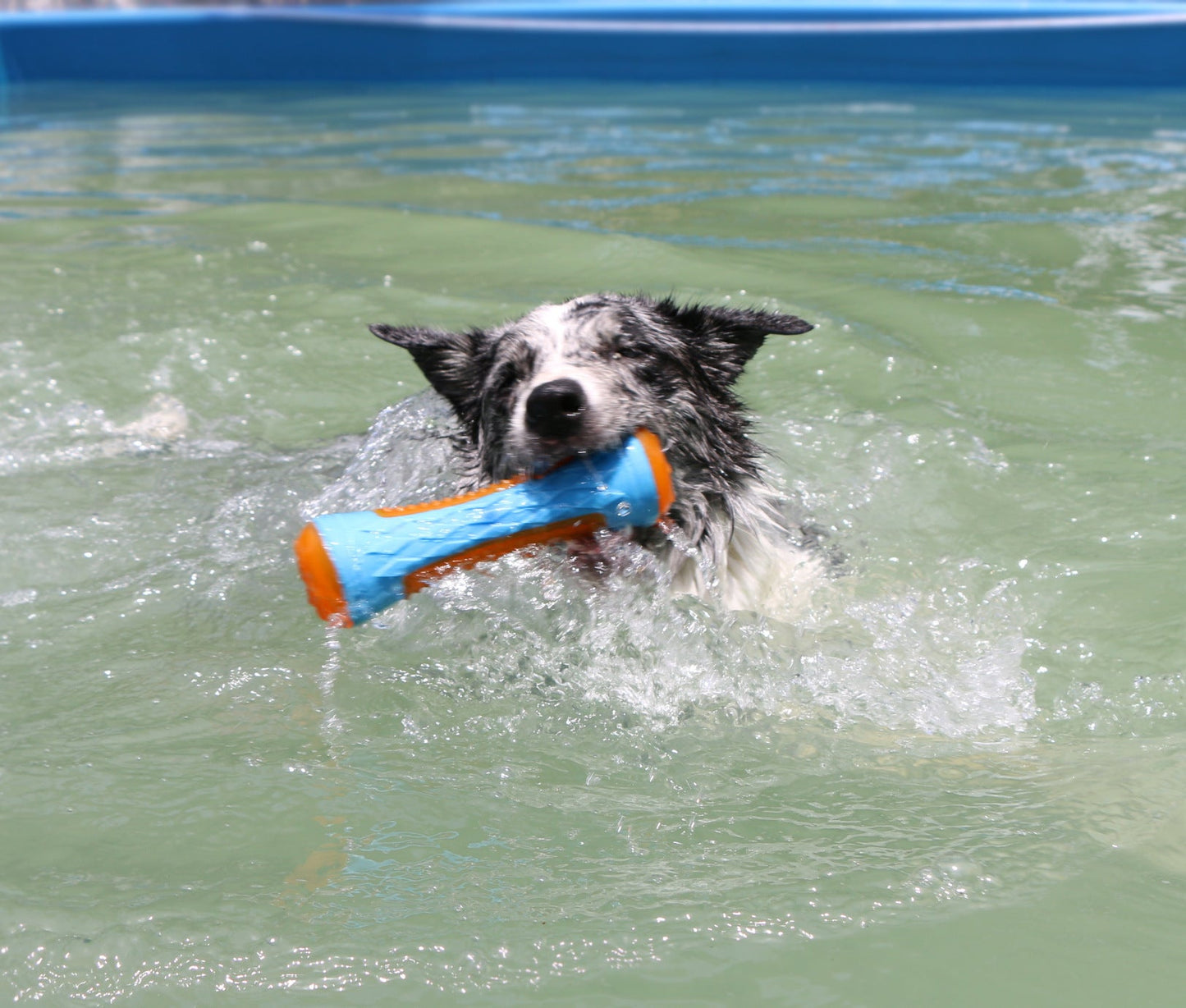 Dog Squeaky Pool & Beach Floating Toys – Interactive Fetch Play Toys for Small, Medium & Large Dogs