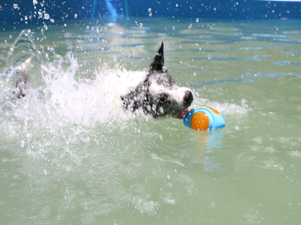 Dog Squeaky Pool & Beach Floating Toys – Interactive Fetch Play Toys for Small, Medium & Large Dogs