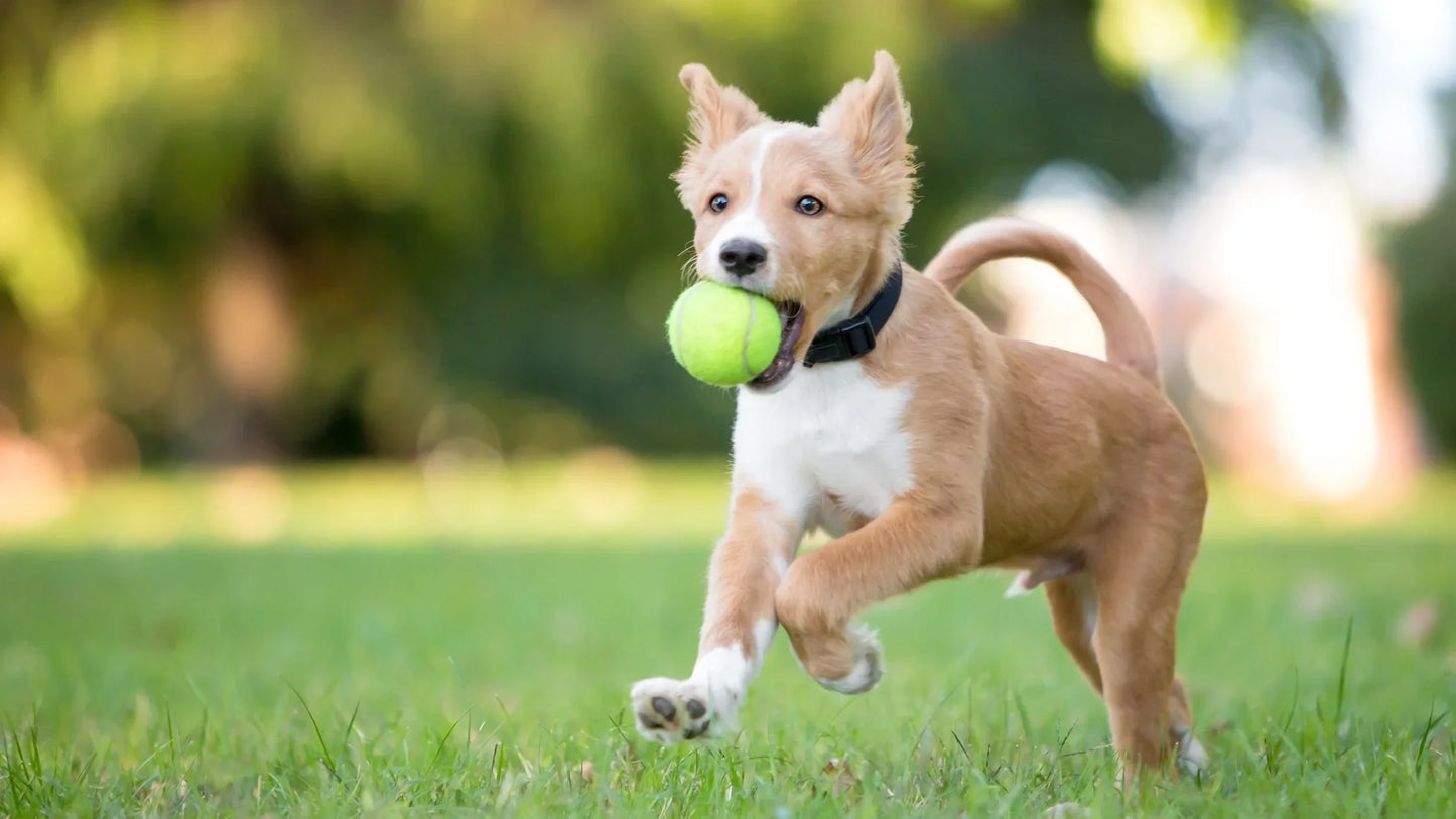 Mini Dog Tennis Balls – 2-Inch Rubber Felt Fetch Toys for Small Dogs, Training & Play